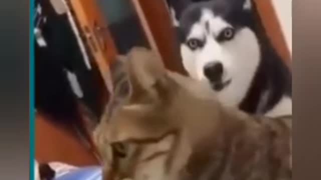 Funny animals 2