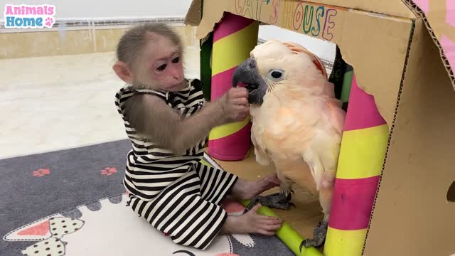 Baby monkey helps dad feed baby parrots