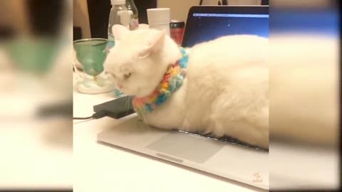 CUT CATS FUNNY VIDEO 🤣