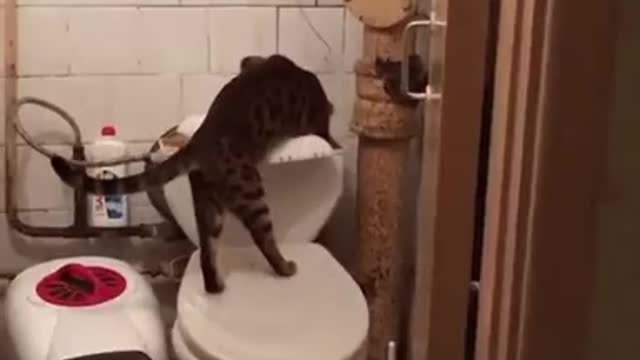 the plumber was called? the cat is fixing the toilet😂