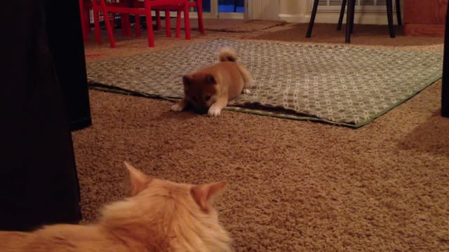 Puppy vs cat fighting