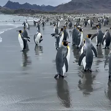 Live at Tore's Island? #ToreSays