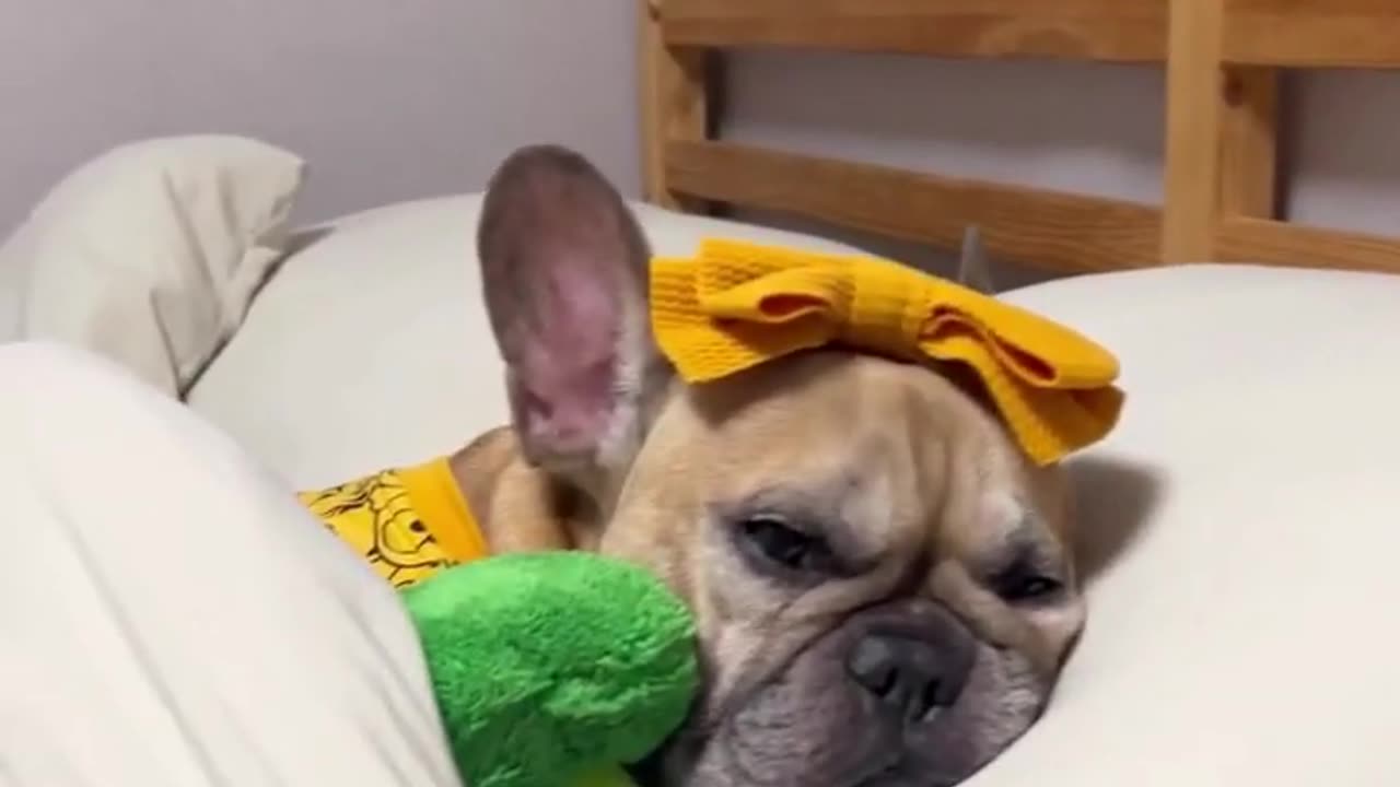 This French Bulldog is too cute to work | cute dog video |