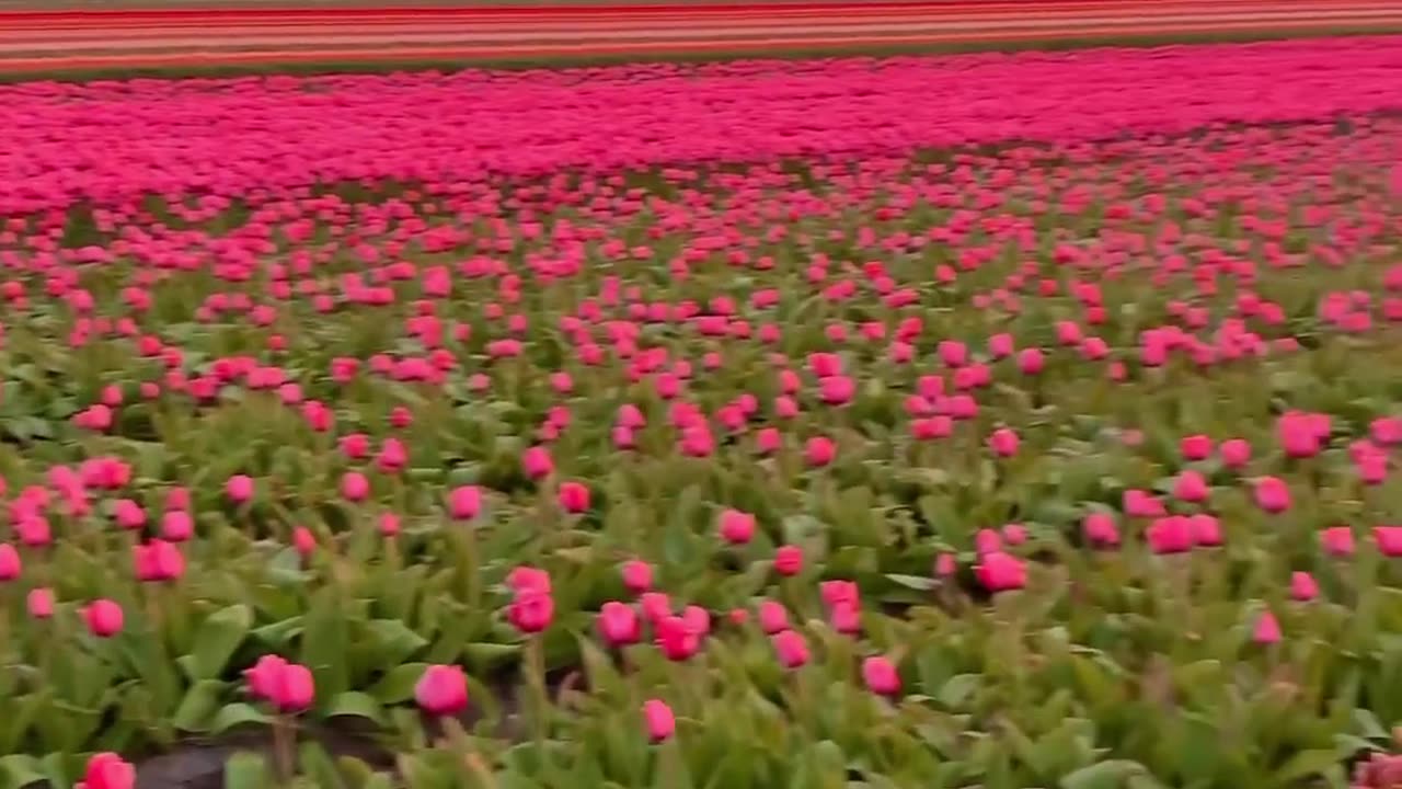 takes us behind the scenes of this amazing sunset in the tulip fields of Netherlands