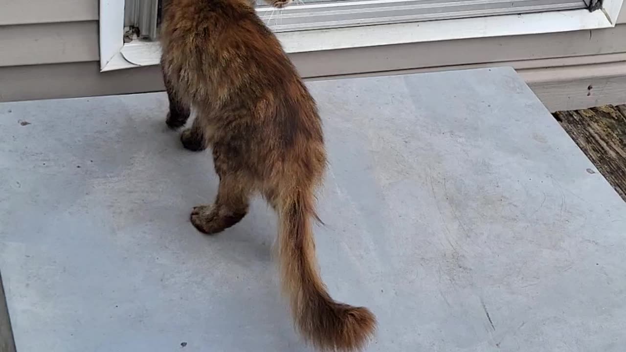 Cat crying to get inside the house
