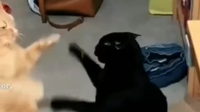 Funny And Cute Cat'S Life