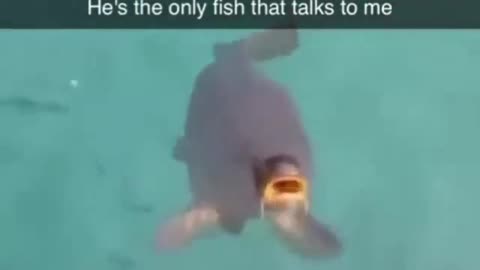 Funny Comedy Memes Video 🫣😂😄 #comedy #memes #doublemeaning #funny #fun #comedymemes #meme #funmemes