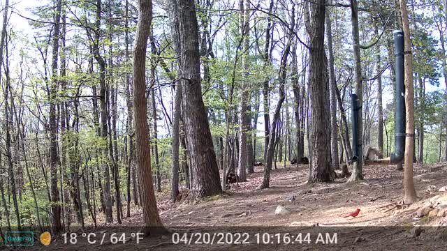 The Woods - 04/21/2022