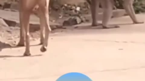 Monkey saving his Background from dog 😂