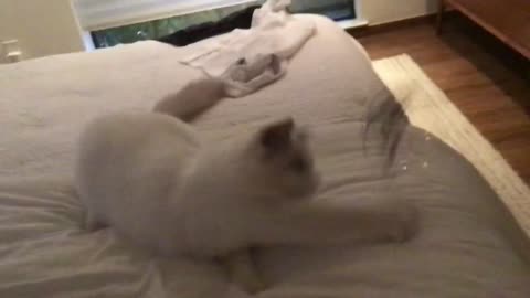 videos of my cat going insane