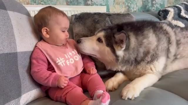 Husky & Baby Taste Strawberries For The First Time!😭. [CUTEST VIDEO EVER!!]