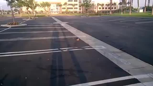 Rescued baby bird returned to parents.