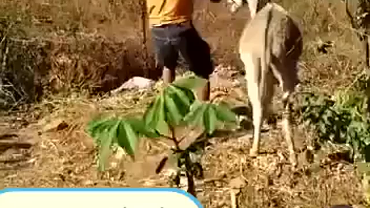 So Funny Video End Miss Na krna