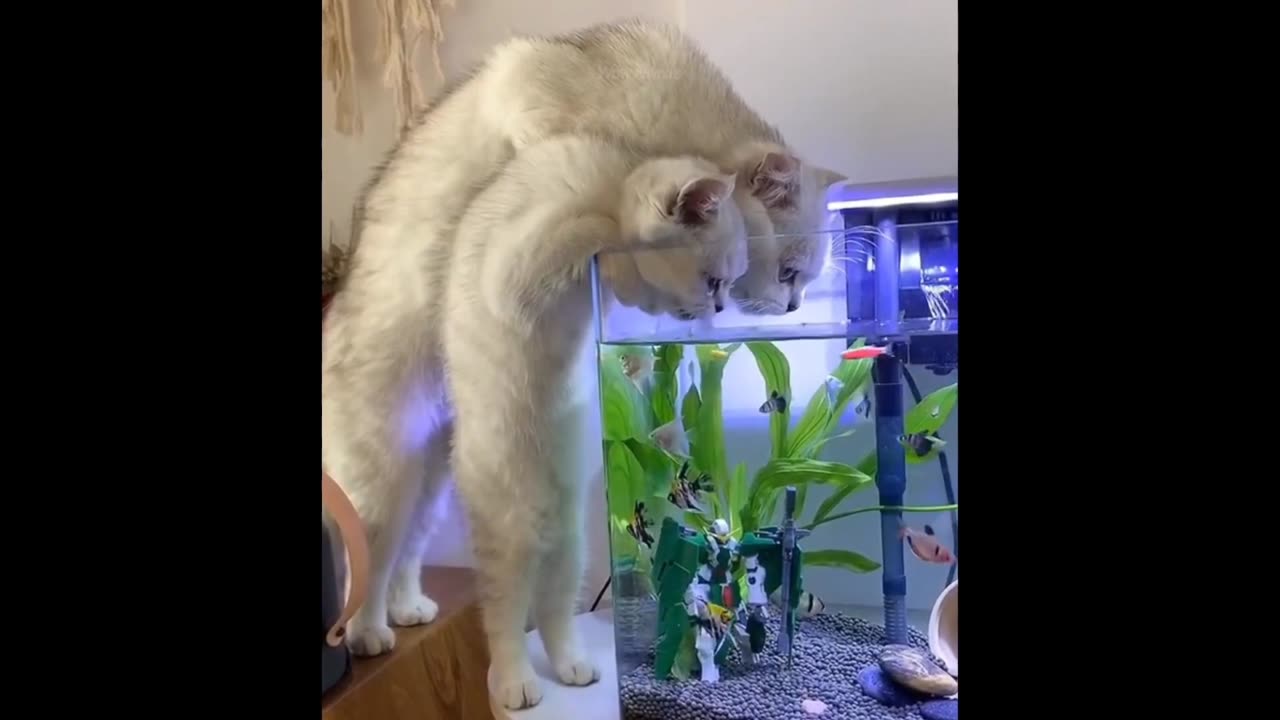Fanny animal
