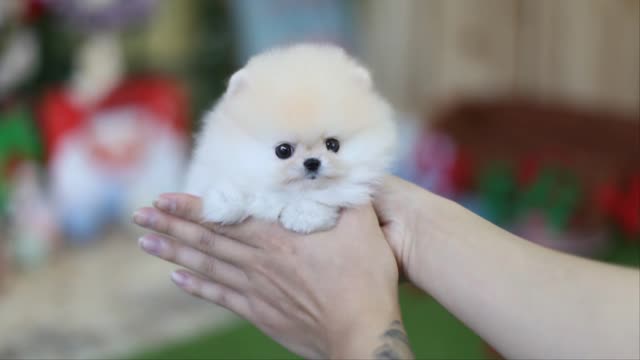 Amazing White pom pomeranian puppy