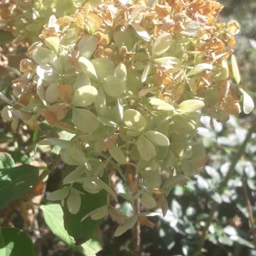 Hydrangea Change