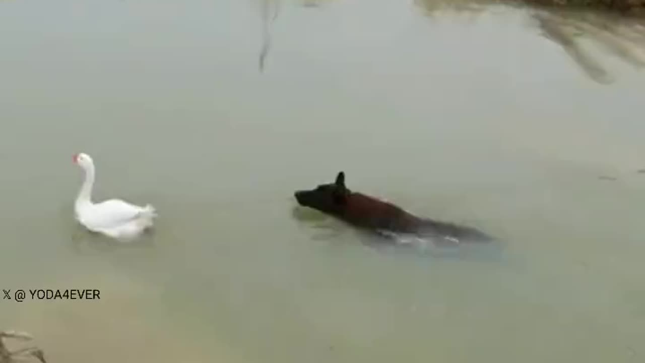 Catch me if you can..🌊🦢💨😅