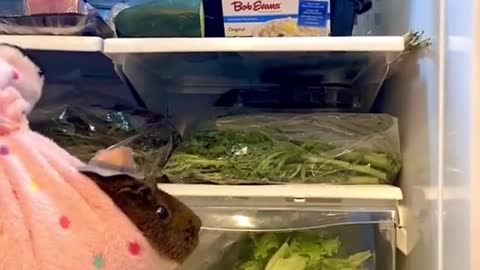 When put the rabbit in the refrigerator door