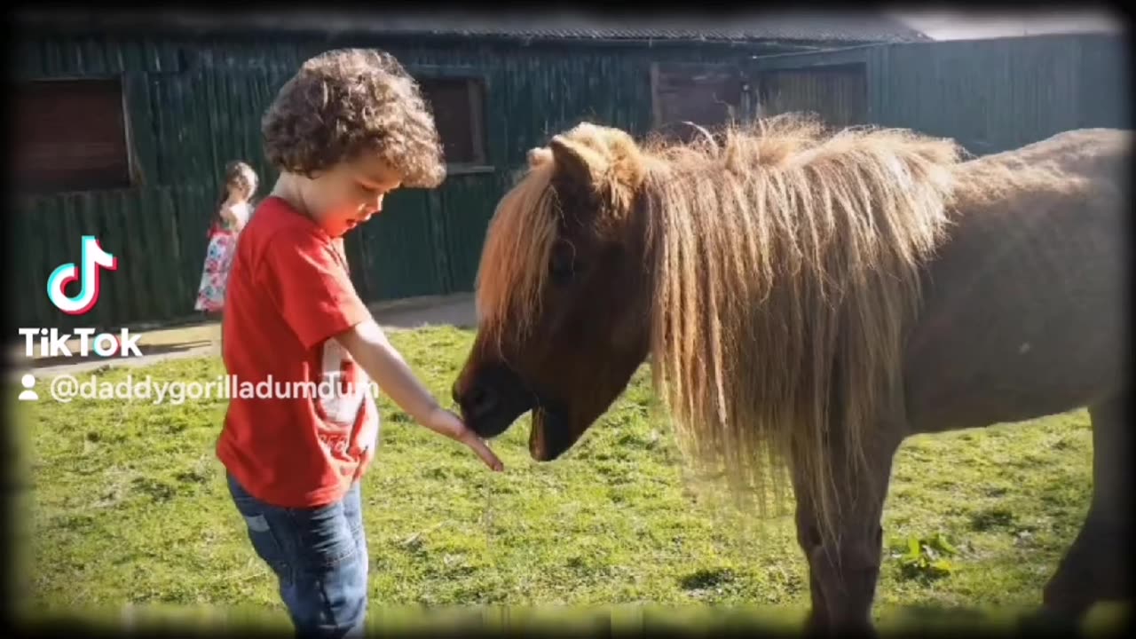 September 2015, I took Ayrton & Gabrielle to interact with Shetland ponies