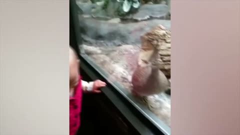 Funniest Baby and Baby Animals Fails