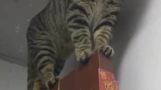 Cat videos | Funny animals | Funny cats 2021