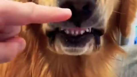 Angry golden retriever bites gently