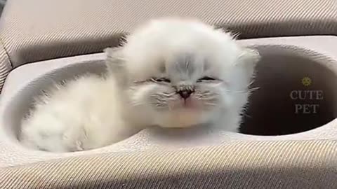 Cute cat