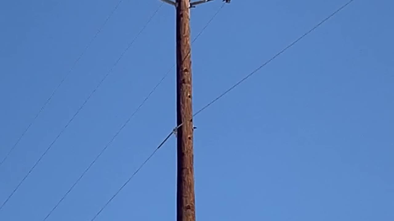 Large bird sitting on a utility line near the Las Vegas temple.