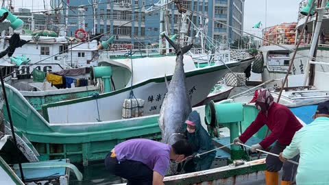 The moment the super huge bluefin tuna was towed from the boat