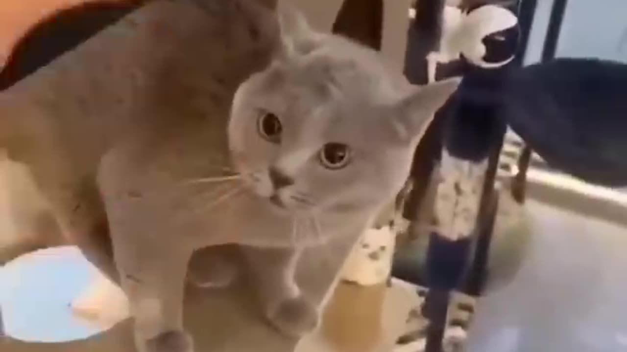 Watch this Cute loud cats 😍🥰😈