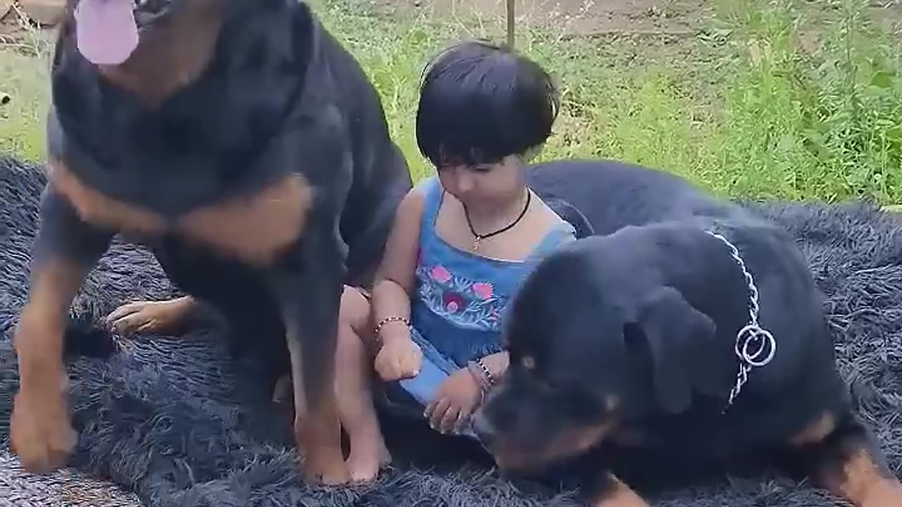 Dog short video