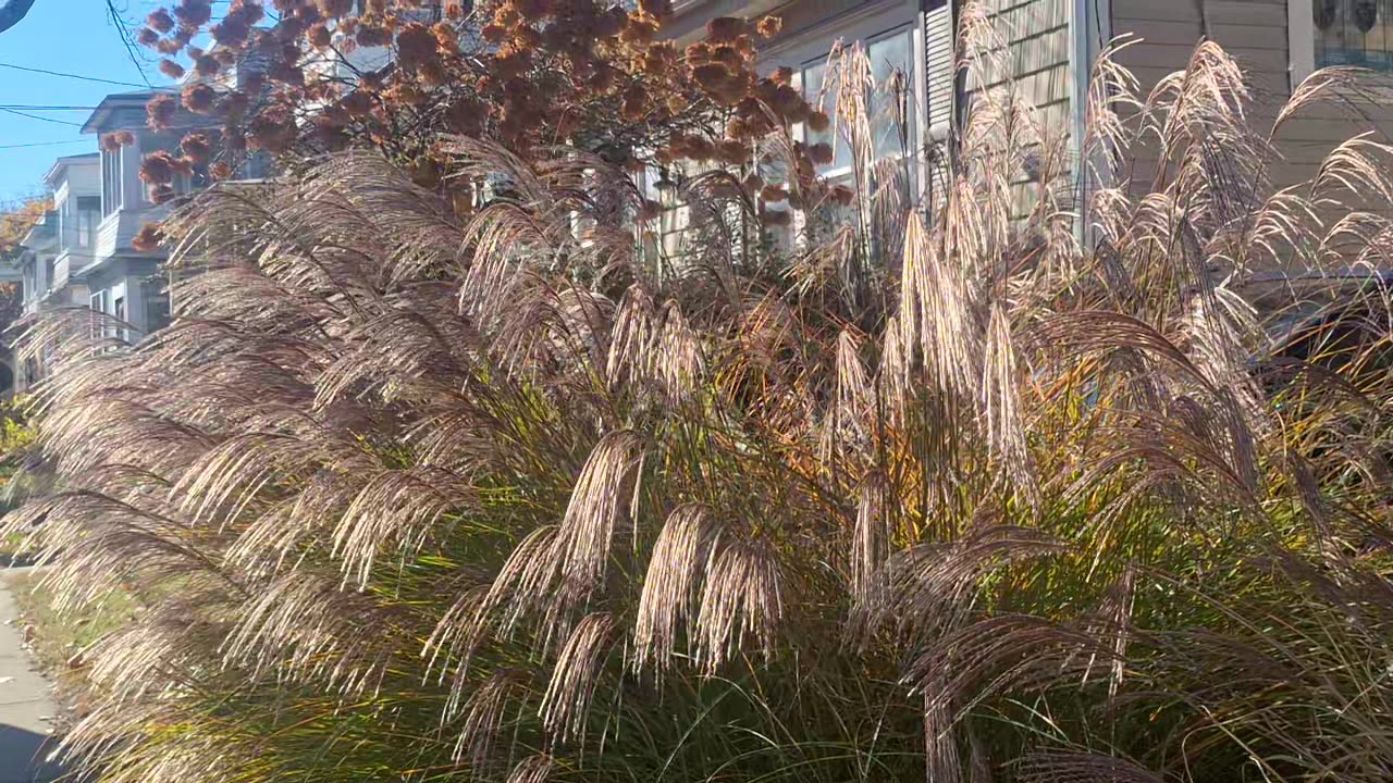 Beautiful tall grass flowing in the wind