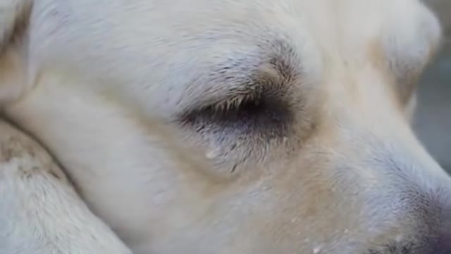 CLEVER DOG SAVES BLIND MAN'S LIFE