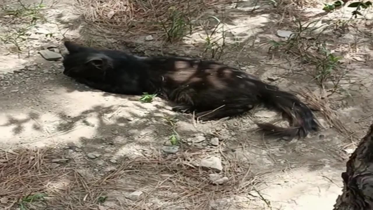 A cute and beautiful cat is resting