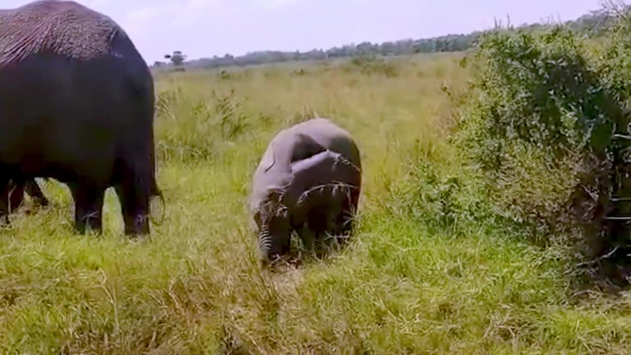 elephant calf with its mother eating grass