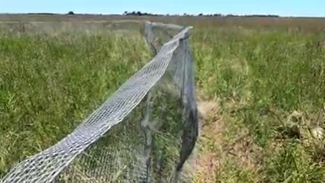 Join our biologists_ Build a predator deterrent fence_2