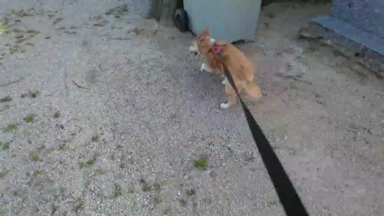 2023-03-28 (5) - go cimetière - Twitch Triskelina