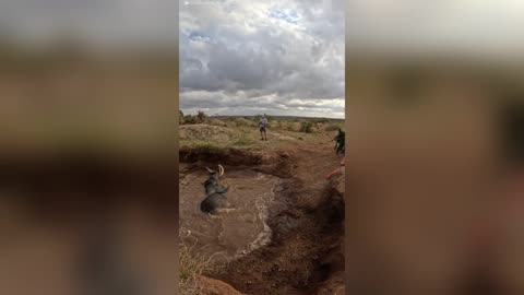 Baby Elephant and its Mother Get Rescued out of a Well 🐘