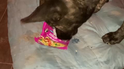 My dog finds my ramen soup.