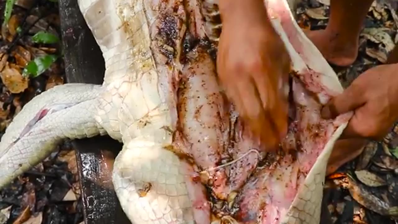 Eat crocodile meat