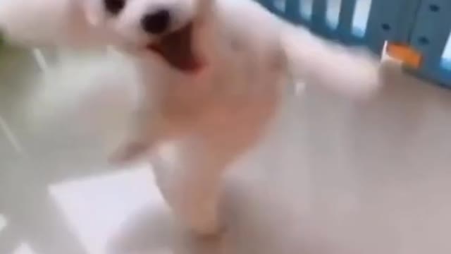 Small cute Dog Dancing Video