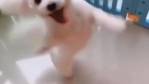 Small cute Dog Dancing Video