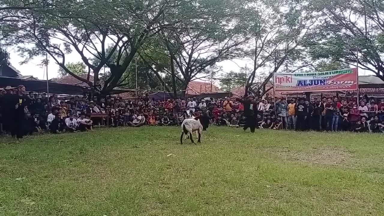 Sheep Agility Contest in Garut