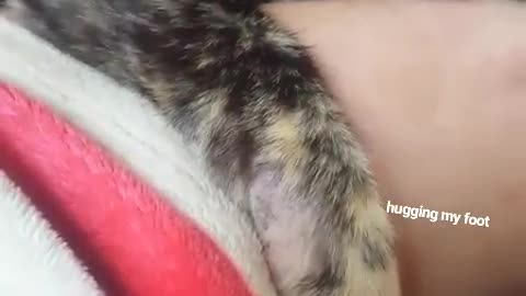 My cat cant sleep without hugging my foot