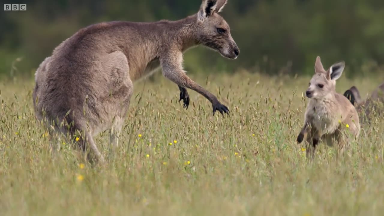 Kangaroo boxing fight in jungle