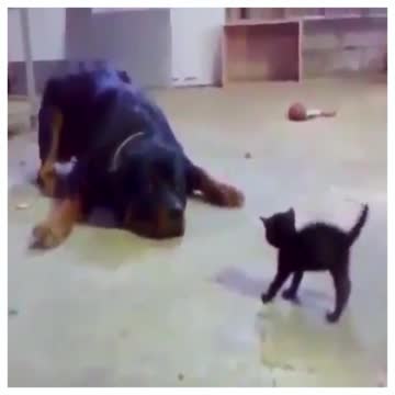 Kitten attacks Rottweiler