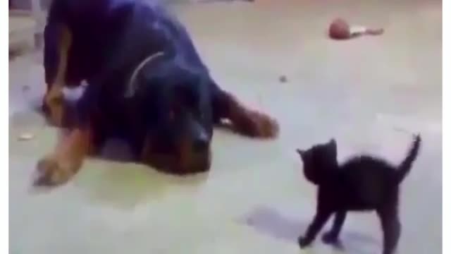 Kitten attacks Rottweiler