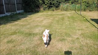 My dogs playing ball in the garden