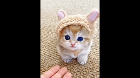 cat anda animal cute pet