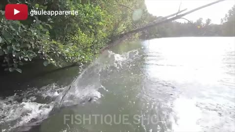 The most powerful fish attacks you will see5